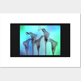 Five Calla Lilies in blue and green Posters and Art